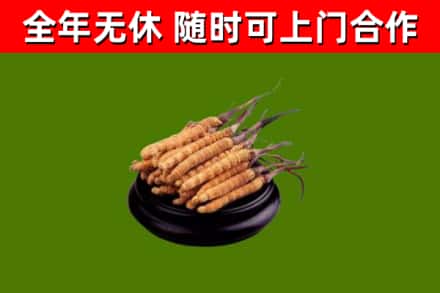 石楼县烟酒回收冬虫夏草.jpg